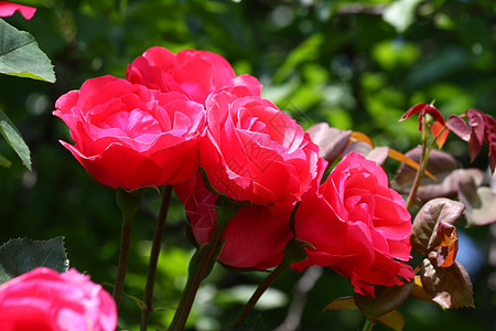 红玫瑰农业花园蔷薇红色植物学玫瑰绿色图片