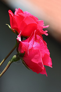 红玫瑰蔷薇植物学玫瑰花园红色农业图片
