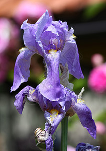 紫色 Iris花园花瓣植物群植物荒野萼片图片