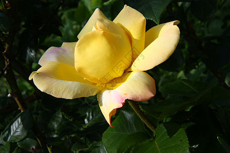 黄玫瑰花园绿色黄色玫瑰树叶农业蔷薇植物学图片