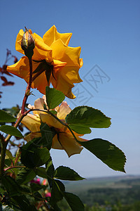 黄玫瑰花园蓝色树叶植物学黄色农业玫瑰天空蔷薇图片