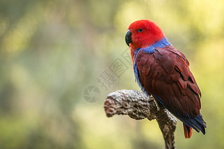 美丽的红女性Ecectus鹦鹉图片