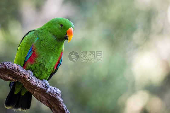 美丽的绿色男性Ecectus鹦鹉图片
