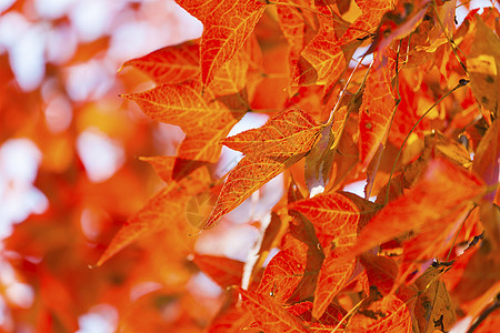 枫树的秋季装饰红叶场景衬套季节阳光棕色公园红色森林太阳季节性图片