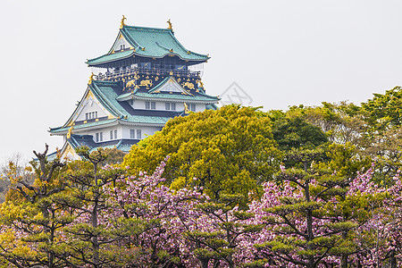 日本大阪城堡樱花之花图片