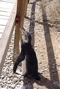 巴塔哥尼亚的磁力企鹅殖民地动物荒野半岛野生动物图片