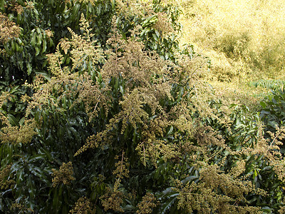 树上芒果花健康花园热带植物植物群叶子绿色食物农业种植园图片