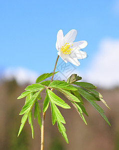 木白色白头翁银针植物天空叶子图片