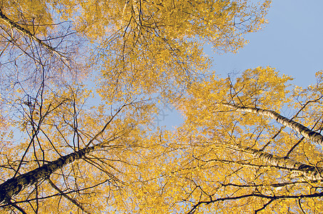 黄色白叶尖 自然秋天中心图片