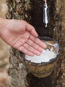 Latex树树木滴水收集种植园树液萃取杯子橡皮生长森林高清图片下载-正版图片321067485-摄图网