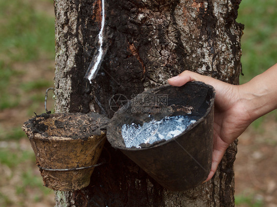 橡胶树种植环境滴水种植园聚合物树木手指乳白色杯子液体牛奶图片