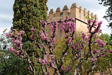 西班牙格拉纳达Alhambra花园盛开的犹大树图片