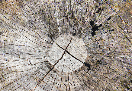 旧木质材料桌子裂缝圆圈日志风化木头木板条纹森林图片