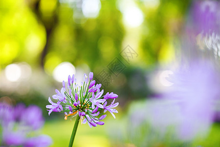 紫花花晴天公园紫色生态魔法植物群射线太阳阳光故事图片