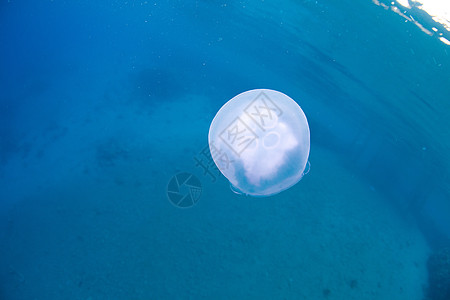 水水母鱼潜水动物群异国动物呼吸管野生动物热带生活风险海洋图片