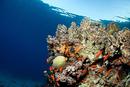 海中的鱼类和珊瑚热带潜水勘探假期美丽团体荒野蓝色情调阳光图片