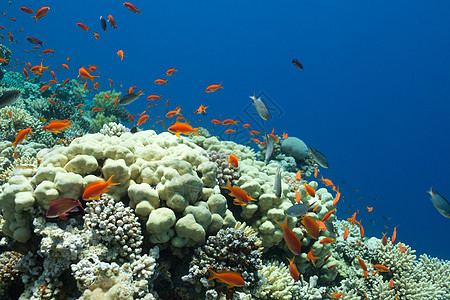 海中的鱼类和珊瑚阳光热带雌蕊浮潜假期团体情调旅游荒野蓝色图片