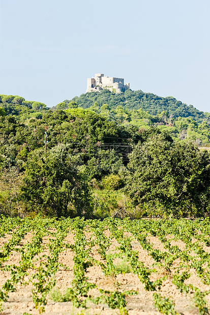 圣马丁城堡和葡萄园 法国隆格多克-鲁西伦图片