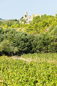 德班  科尔比埃的城堡和葡萄园 朗格多克  鲁西永国家世界农业栽培农村酒业地标植物外观葡萄图片