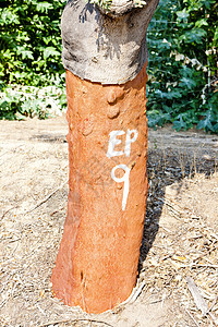葡萄牙阿伦乔市科尔克橡树图片