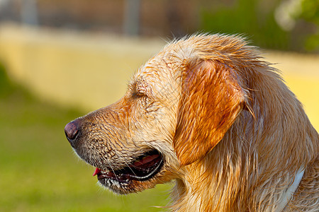 黄金寻金冒充犬类宠物毛皮快乐微笑朋友耳朵猎犬哺乳动物图片