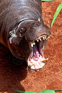猪皮 六溴罗门解放者动物群植物棕色哺乳动物动物侏儒危险荒野野生动物动物园图片