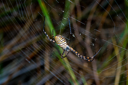 蜘蛛 阿吉波布伦尼奇昆虫生活条纹漏洞危险黑色动物野生动物黄色宏观图片