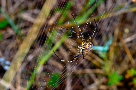 蜘蛛 阿吉波布伦尼奇野生动物黑色动物食肉条纹捕食者漏洞宏观黄色生活图片