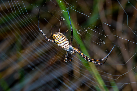 蜘蛛 阿吉波布伦尼奇生活危险动物黑色野生动物条纹宏观食肉黄色捕食者图片
