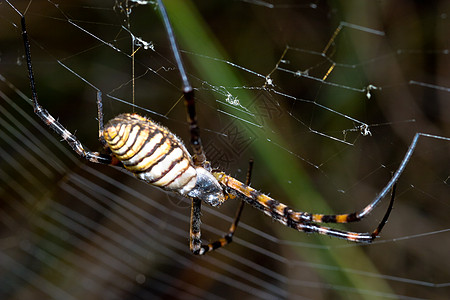 蜘蛛 阿吉波布伦尼奇野生动物黄色生活漏洞危险条纹动物捕食者昆虫黑色图片
