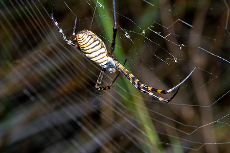 蜘蛛 阿吉波布伦尼奇漏洞宏观黑色黄色条纹昆虫野生动物生活动物危险图片