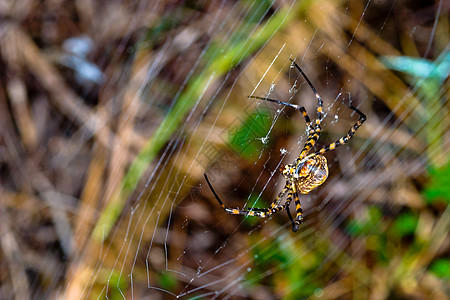 蜘蛛 阿吉波布伦尼奇捕食者野生动物昆虫宏观黄色生活条纹漏洞危险动物图片