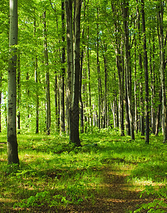 绿林场景公园乡村远足植物山毛榉森林绿色叶子阳光图片