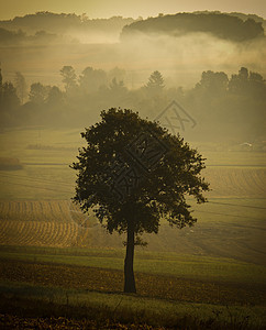 清晨雾中单树圆影图片