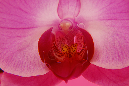 粉红色colorchid宏观热带植物群树枝植物房子支撑情调植物学花瓣图片