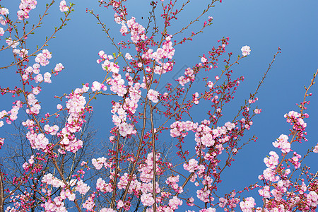 粉红树农业蓝色花朵天空树枝花园接穗植物园艺花粉图片