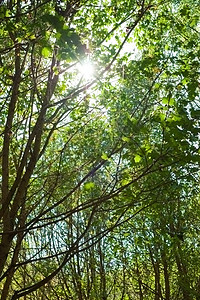 太阳和树木树叶森林阳光图片