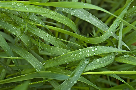 雨后草叶子绿色植物群雨滴植物图片