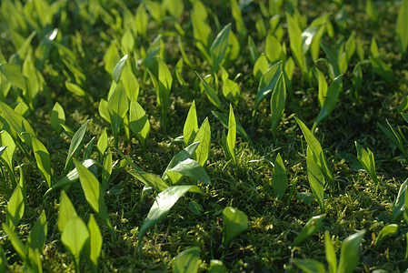 熊大蒜草地生活香料草本植物植物白色食物叶子树叶蔬菜图片
