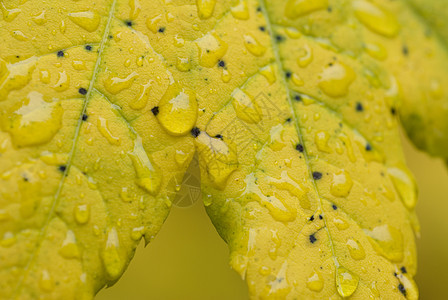 带雨滴的黄色黄葡萄林叶子季节季节性树木植物金子水滴森林公园活力图片