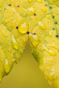带雨滴的黄色黄葡萄林树叶树木背景季节公园露珠森林活力水滴金子图片