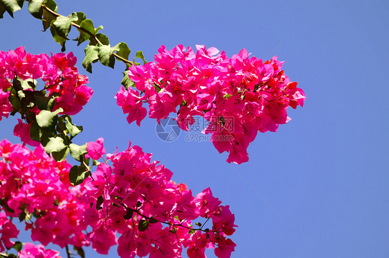 哥伦布天空玫瑰蔬菜粉色植物群花朵图片