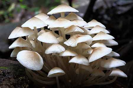 森林蘑菇植物学阴影生物白色水平摄影团体季节腐烂殖民地图片
