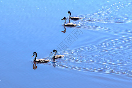 游泳鸭黑色夫妻栖息地湿地母鸡动物白色反射羽毛漂浮图片