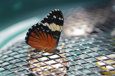 蝴蝶君主航班花园昆虫生活橙子叶子季节蜜蜂翅膀图片