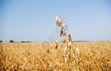 小麦田种子食物生长面包金子场地谷物粮食国家收成图片