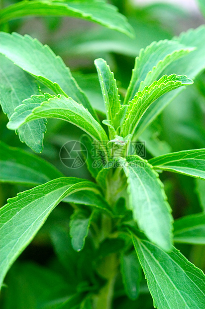 在乐园中的施特维雅人叶子植物学制药草本植物白色芳香食物饮食绿色植物图片