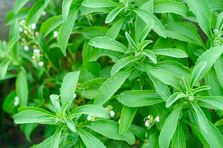在乐园中的施特维雅人草本植物白色植物学芳香营养绿色药品制药食物绿色植物图片
