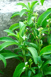 在乐园中的施特维雅人芳香叶子饮食白色药品植物营养植物学食物绿色植物图片