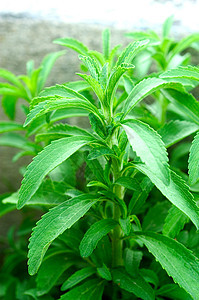 在乐园中的施特维雅人白色营养植物植物学制药食物绿色植物绿色芳香药品图片